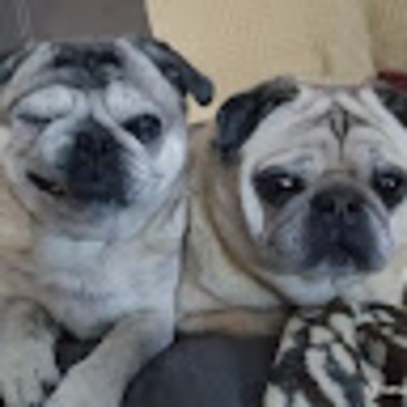 igorthepug